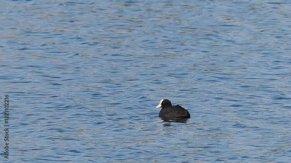 eurasian coot in the water eurasian coot in the water