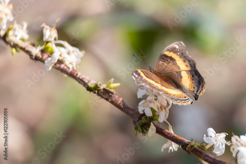 Garden Commodore also called Garden Inspector (Precis archesia) on flowers of coffee plant in garden of hotel lodging in Arusha Tanzania East Africa photo