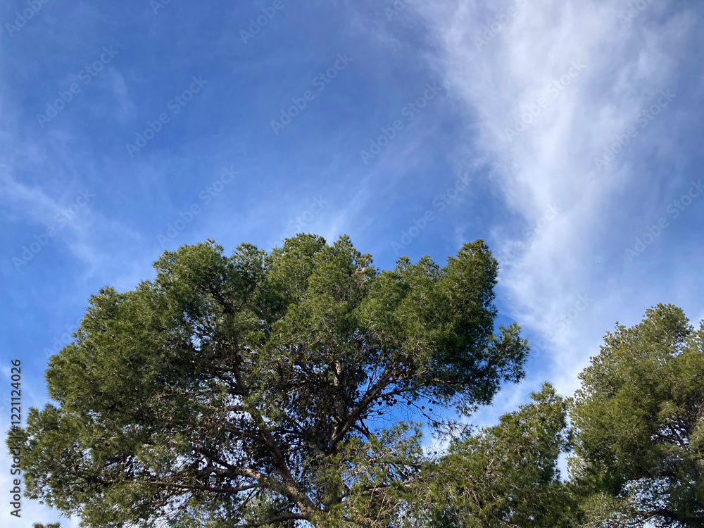 Φωτογραφία Paisaje de bosque mediterráneo. Pinos y cielo azul