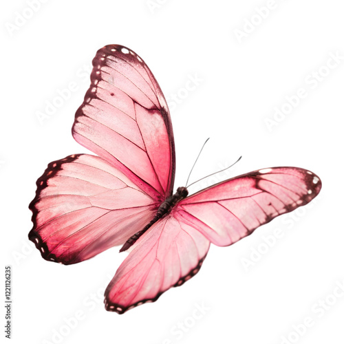 pink butterfly on transparent background