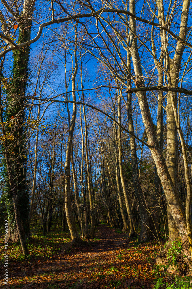 Fototapeta premium A path covered in fallen leaves winds through a forest of bare trees against a bright blue sky.