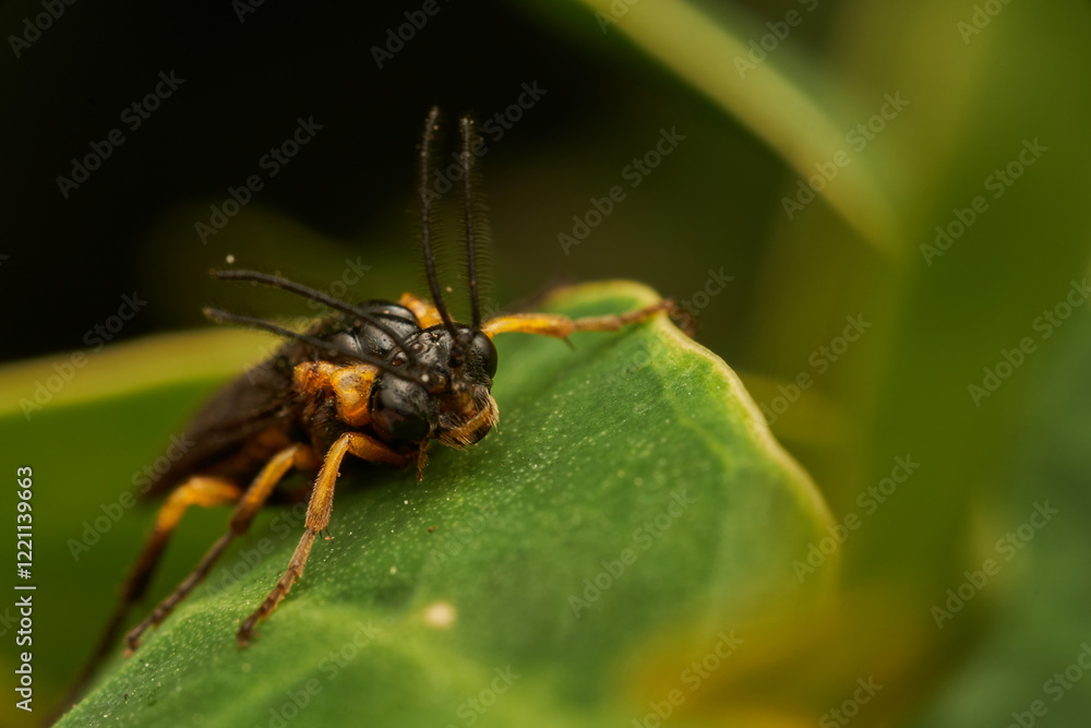 Tree Fly in Detail on Vibrant Green Leaf Tree Fly in Detail on Vibrant Green Leaf