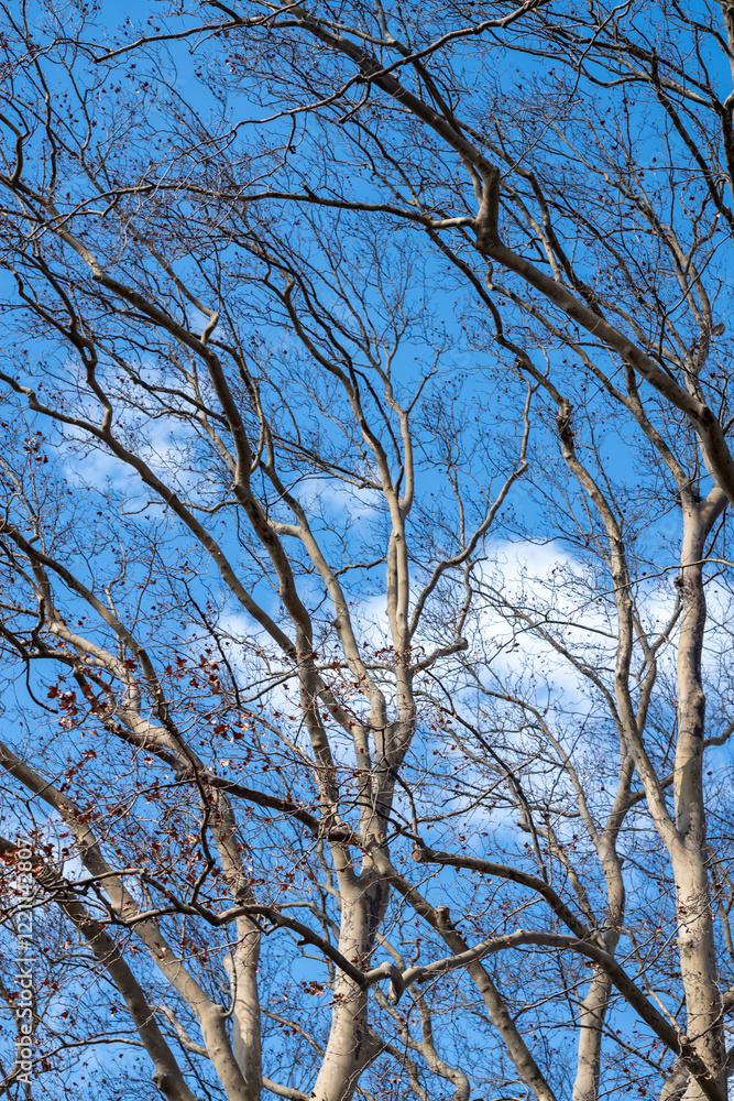 tree branches against sky tree branches against sky