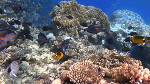 Video of many colorful tropical fishes on coral reef. Uderwater landscape, Red sea photo