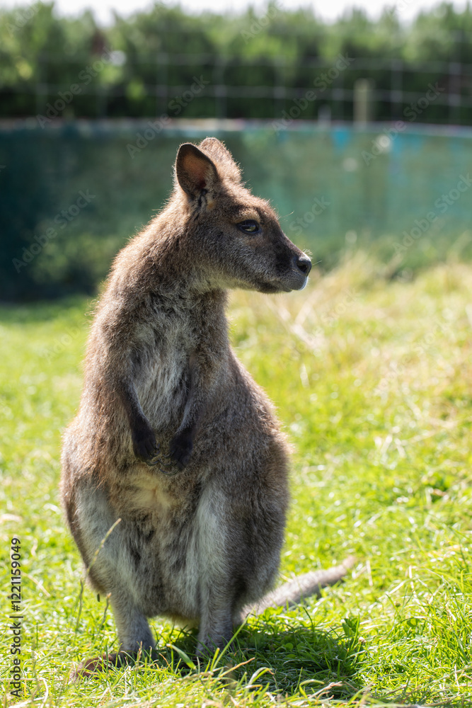 Naklejka premium Cute fluffy wallaby in the park. Marsupial mammals. Australia