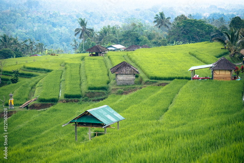 Reisterrassen auf Bali 