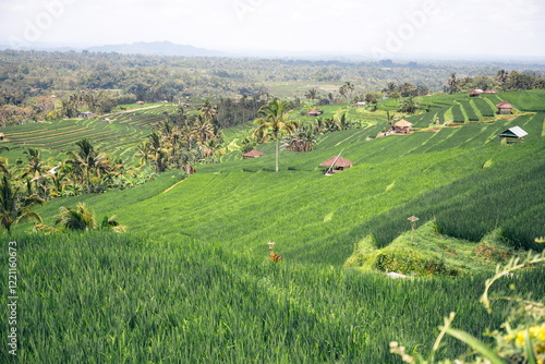Reisterrassen auf Bali 