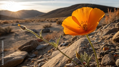 Golden Poppy at Sunset Clos...