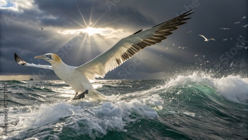 Northern Gannet Landing in ...