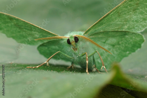 Facial closeup on a Large emerald geometer moth, Geometra papilionaria with open wings photo