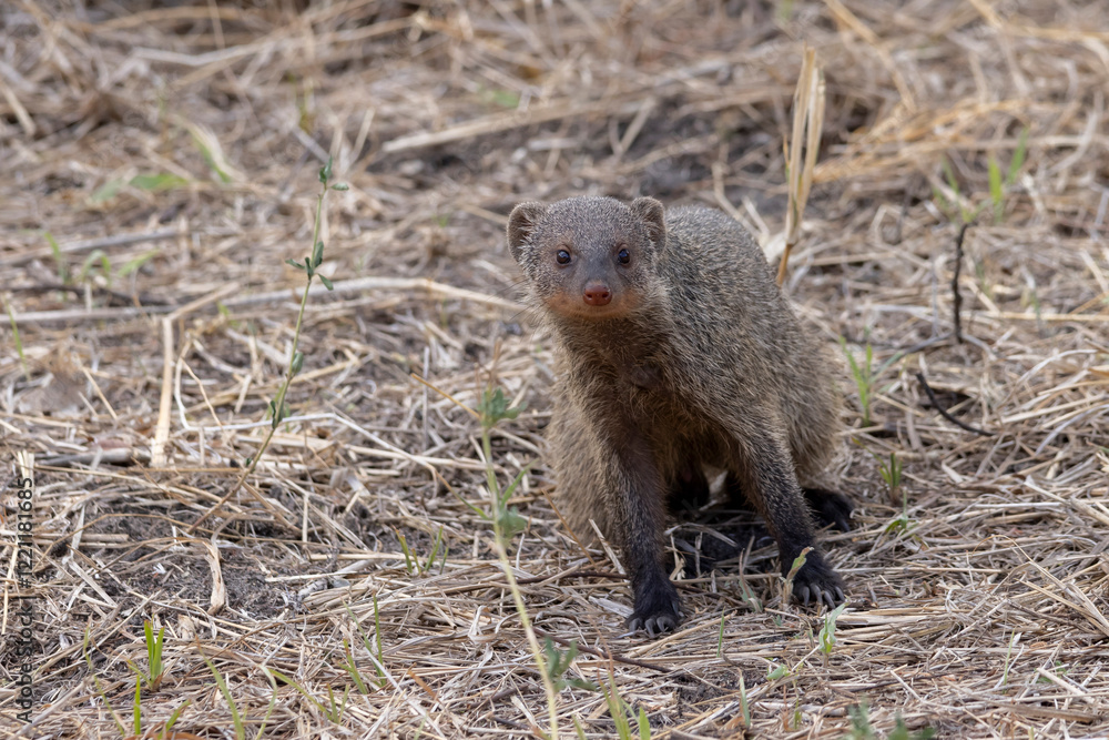 Banded mongoose (Mungos mungo) walking in field in Tarangire National Park in Tanzania East Africa Banded mongoose (Mungos mungo) walking in field in Tarangire National Park in Tanzania East Africa