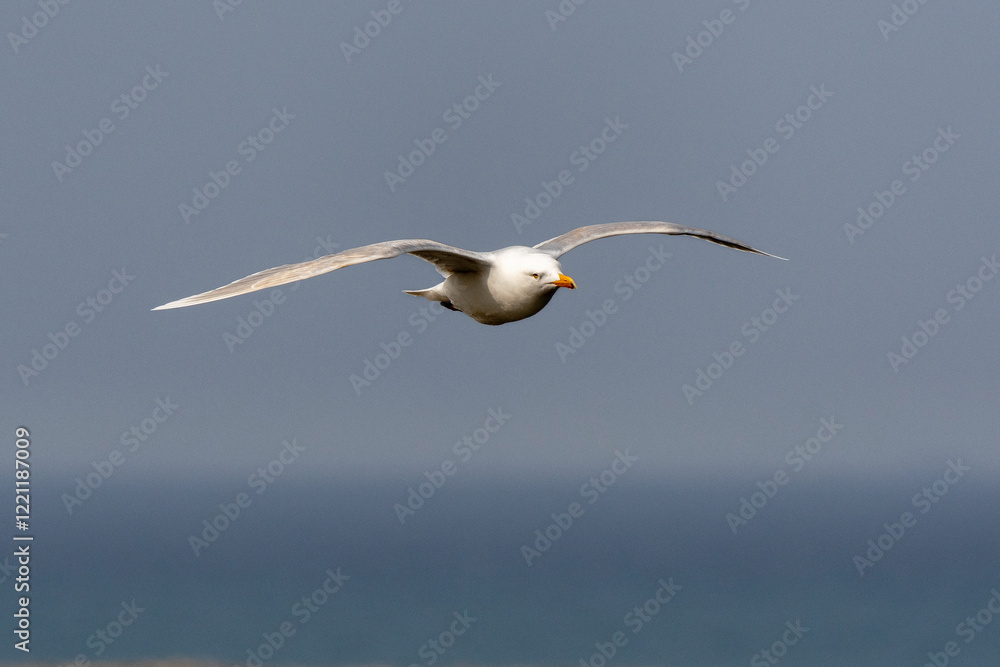 Mouette tridactyle,.Rissa tridactyla, Black legged Kittiwake Mouette tridactyle,.Rissa tridactyla, Black legged Kittiwake