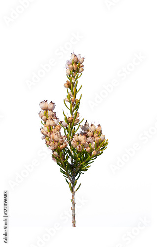 A twig of a Mediterranean heath (Erica multiflora) growing on the rocky hillsides on Taurus Mountains during winter photo