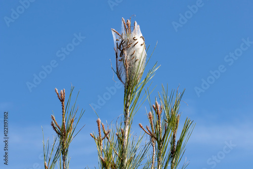 Фотография Pine processionary moth (Thaumetopoea pityocampa), is a lepidopteran species that constructs silken nests on pine trees, causing defoliation and ultimately leading to tree mortality