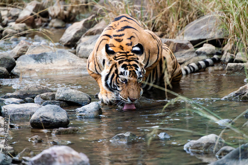 Tiger am Wasser in freier Natur im Ranthambhore Nationalpark in Rajasthan Indien photo