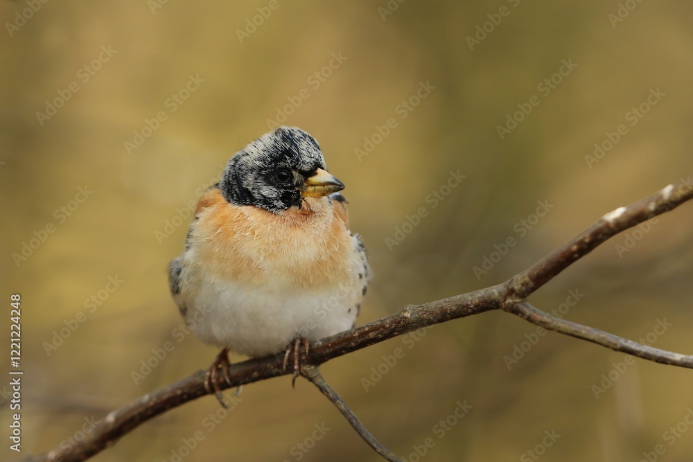 Brambling (Fringilla montifringilla) in natural habitat in Czech republic. Songbird sitting on the branch Brambling (Fringilla montifringilla) in natural habitat in Czech republic. Songbird sitting on the branch