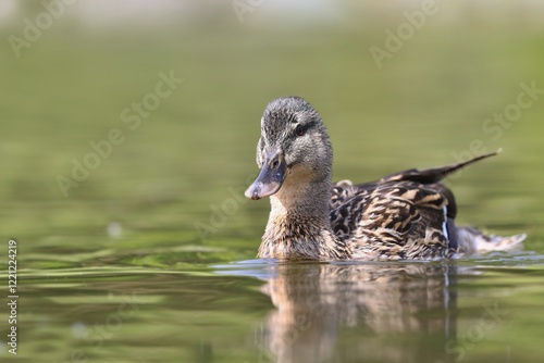 A female mallard swims on the pond. Portrait of a wild duck in the nature habitat. Anas platyrhynchos photo