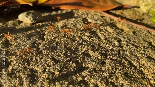 A grumbling ant (Anoplolepis gracilipes) is walking on rocks. Red ants live in trees. photo