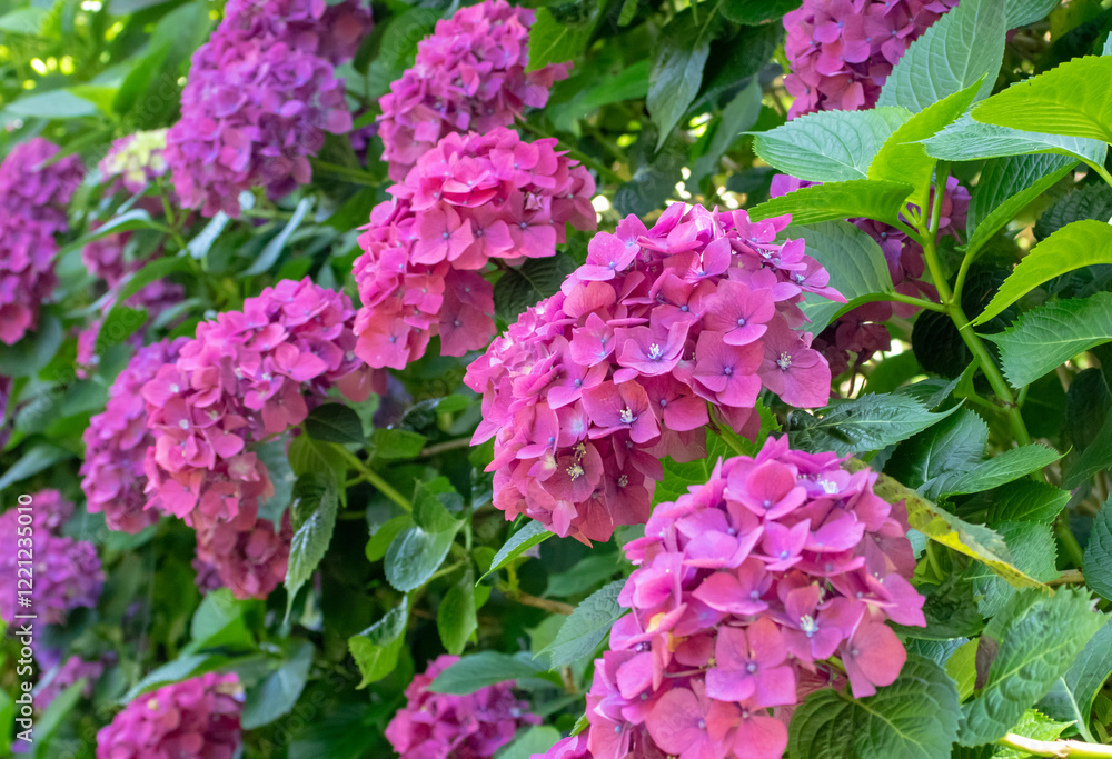 Hydrangea macrophylla shrub with bright purple flower heads. Hydrangea macrophylla shrub with bright purple flower heads.