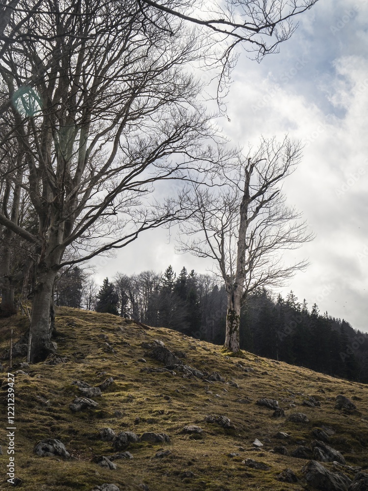 A rugged hillside in Bavaria with scattered rocks and bare trees under a cloudy sky. The tranquil forest backdrop enhances the natural beauty of the landscape. A rugged hillside in Bavaria with scattered rocks and bare trees under a cloudy sky. The tranquil forest backdrop enhances the natural beauty of the landscape.