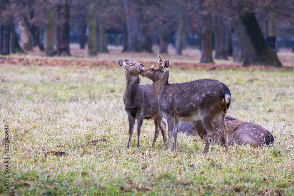 Sika deer - Cervus nippon, doe and mouflon in meadow and forest. Photo from wild nature Sika deer - Cervus nippon, doe and mouflon in meadow and forest. Photo from wild nature