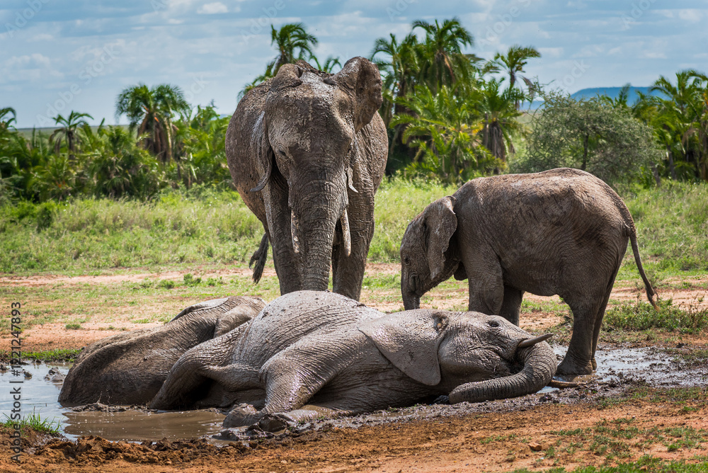 Fototapeta premium Une famille éléphant prend un bain de boue dans le Serengeti, Tanzanie, une mère et un bébé encore debout en train d'attendre