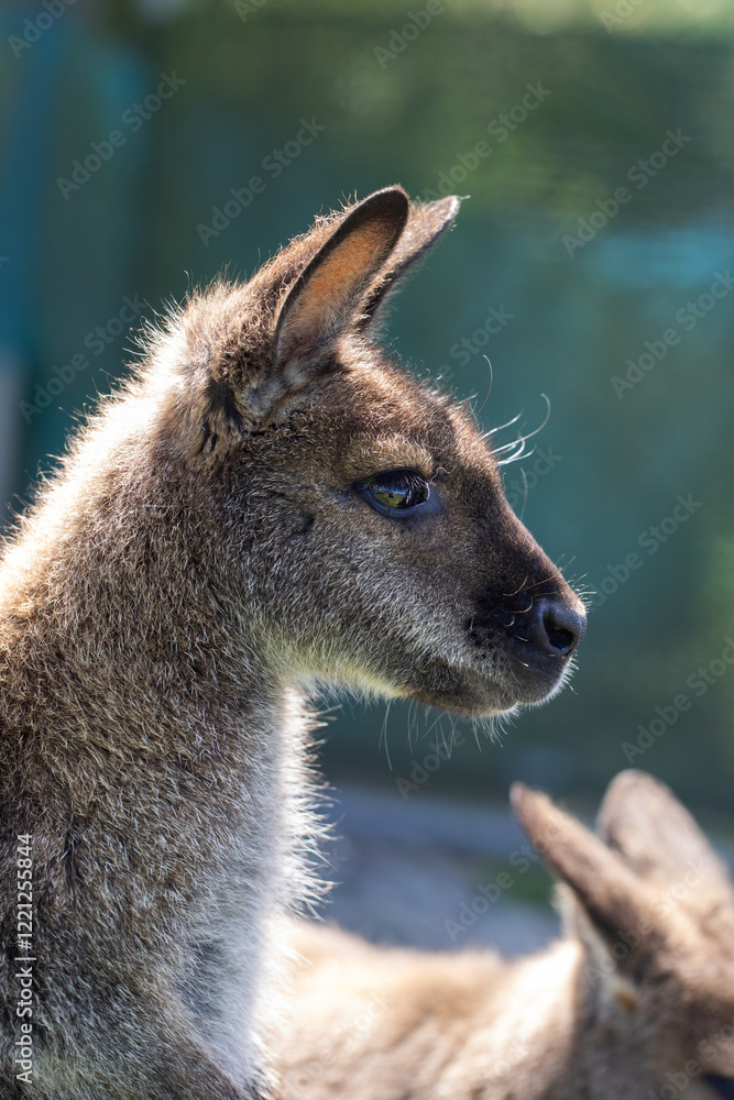 Fototapeta premium Cute fluffy wallaby in the park. Marsupial mammals. Australia