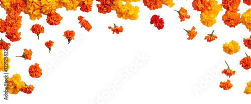 Wallpaper Mural Marigold Floral Frame:  A vibrant and cheerful border of bright orange and yellow marigold blossoms arranged in a cascading, asymmetrical pattern against a clean, white background.   Torontodigital.ca