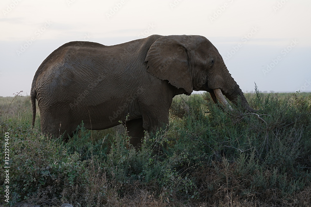 Obraz premium Profile of African bush elephant on savanna in Amboseli National Park in Kenya