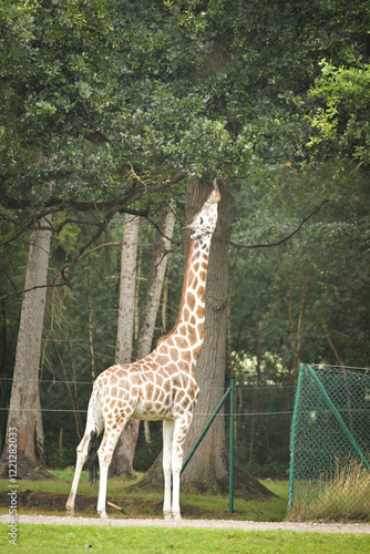 Canvas Print The giraffe walking around its enclosure on safari