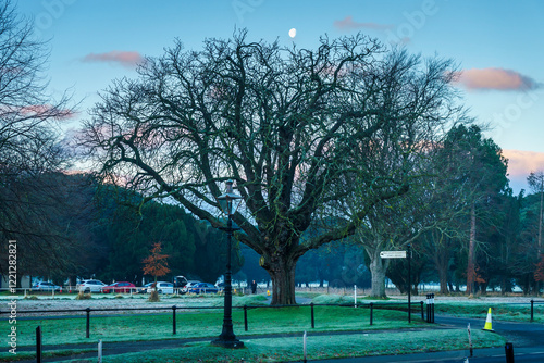 Phoenix Park early in the morning photo