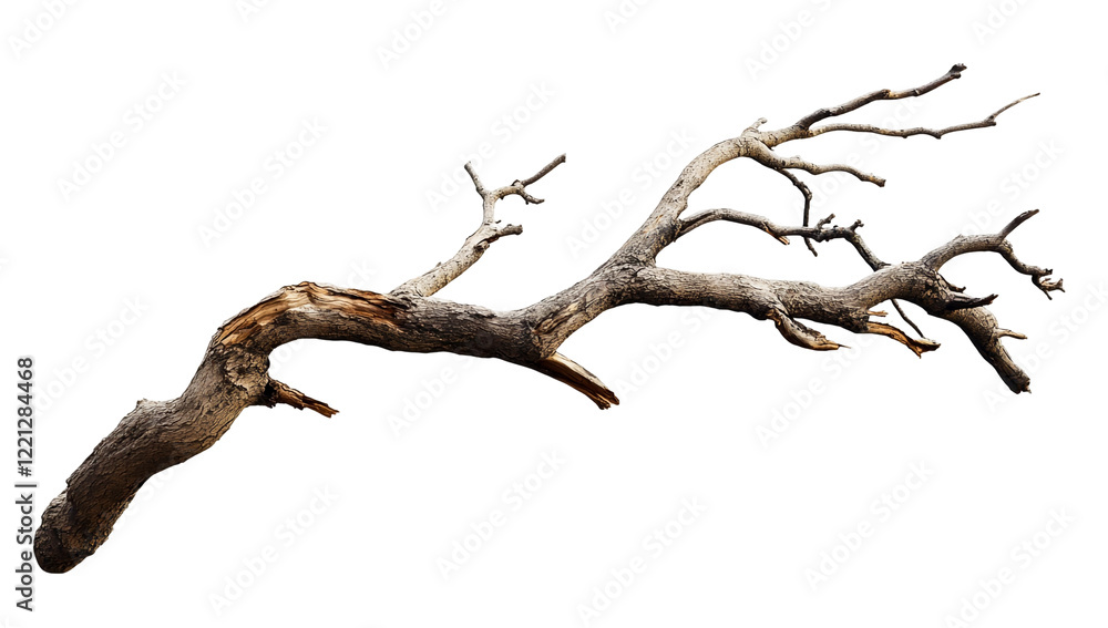 Old Dead Tree Branch Isolated Old Dead Tree Branch Isolated