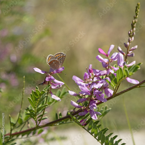 Papillon Aricia agestis sur une fleur d'Indigofera heterantha photo