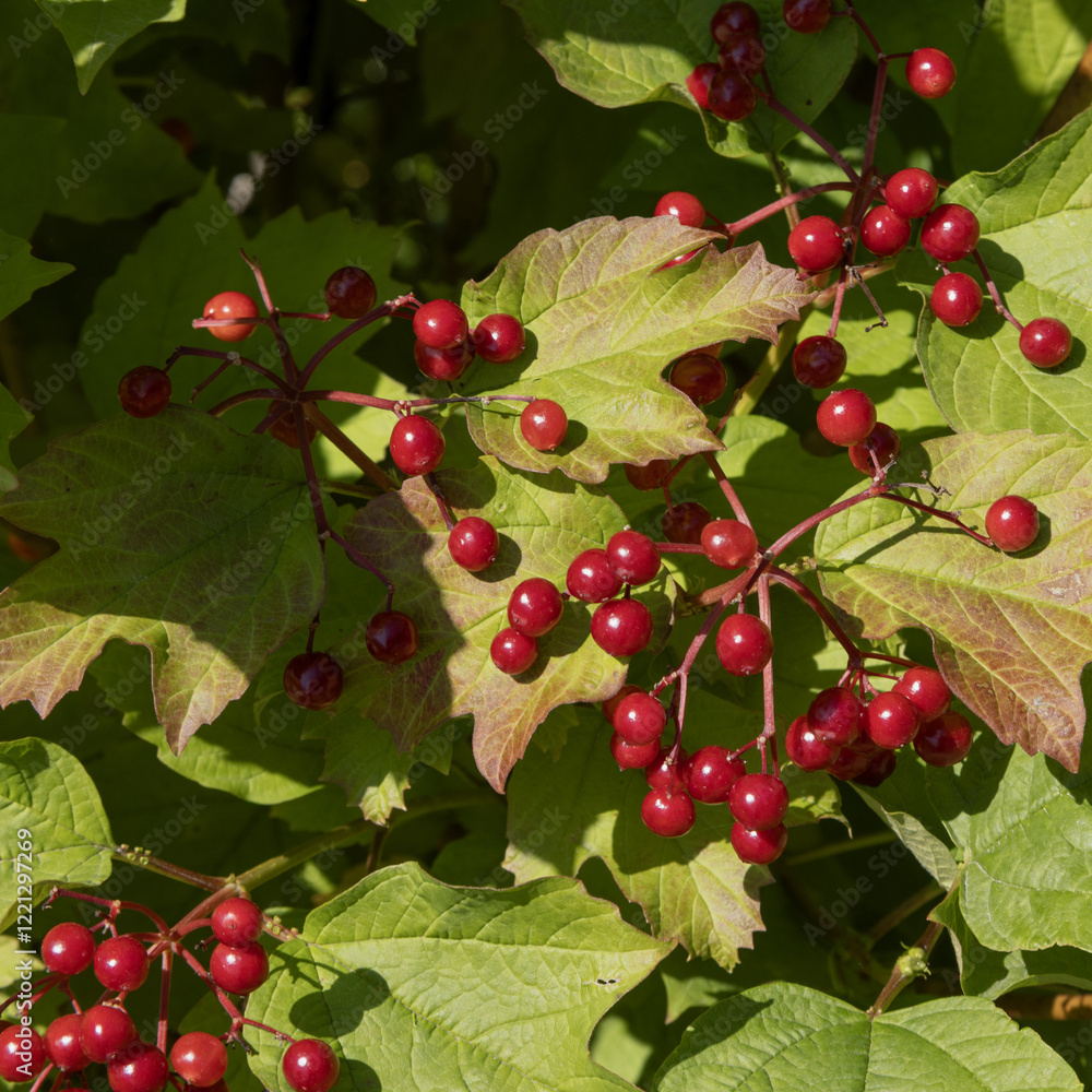 Obraz premium Baies de Viburnum trilobum en automne