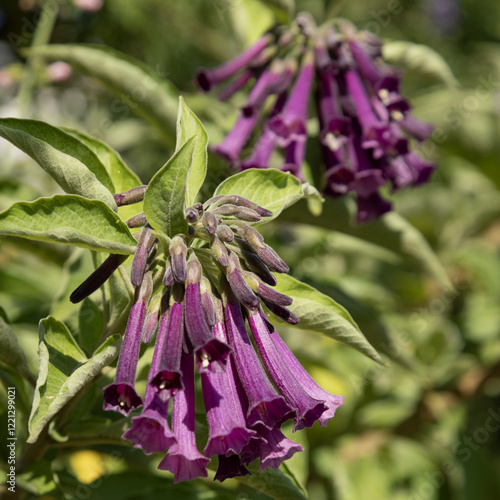 Fleurs d'Lochroma cyaneum photo