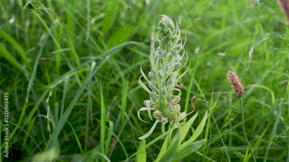 Rare Urban Lizard Orchid in Croydon Rare Urban Lizard Orchid in Croydon