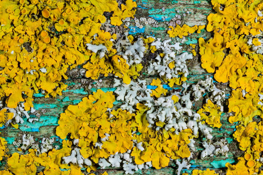 Xanthoria parietina, reproductive organs with spores of apothecia and perithecia on lichen in autumn Xanthoria parietina, reproductive organs with spores of apothecia and perithecia on lichen in autumn