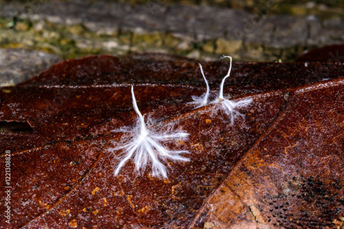 Hyphae of a saprotrophic fungus on a rotting leaf in autumn photo