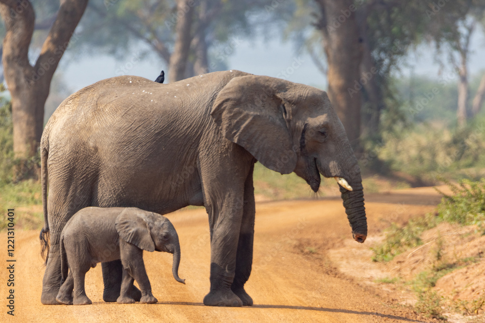 Fototapeta premium Mother and baby elephant