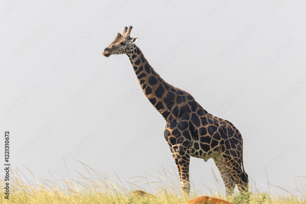Obraz premium Giraffe
