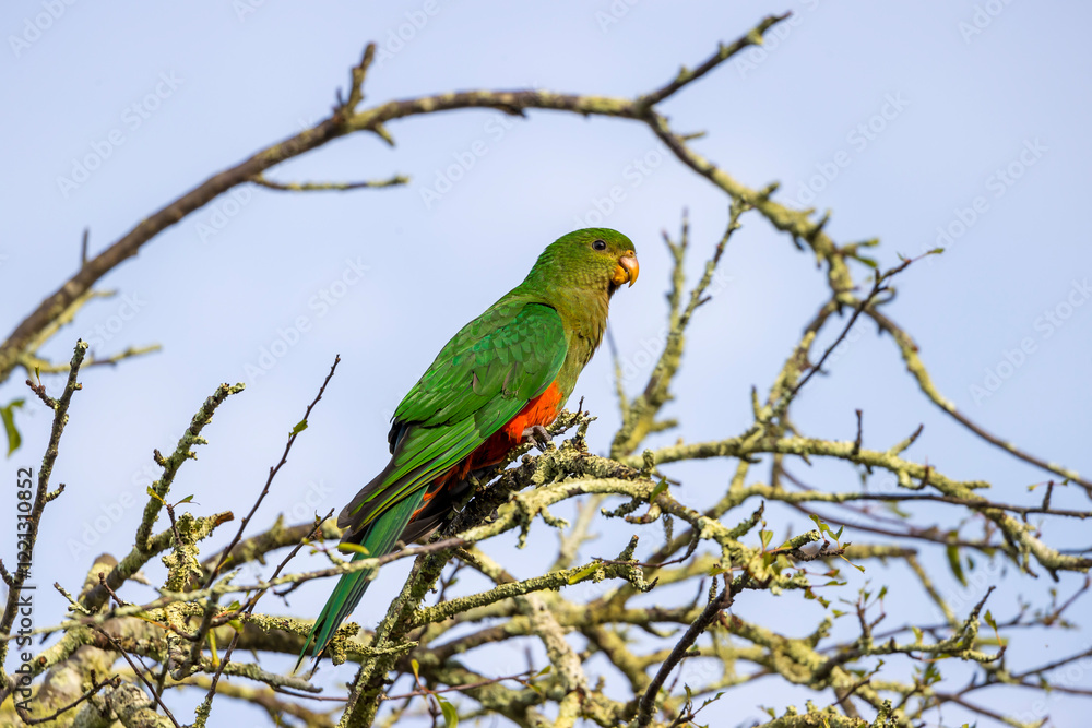 Photograph of an Australian King Parrot sitting in a leafless tree in the sunshine in the Blue Mountains in New South Wales, Australia. Photograph of an Australian King Parrot sitting in a leafless tree in the sunshine in the Blue Mountains in New South Wales, Australia.