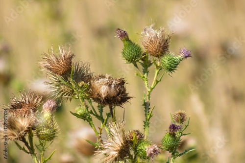 Closeup of spiny plumeless thistle fluffy seeds with blurred background