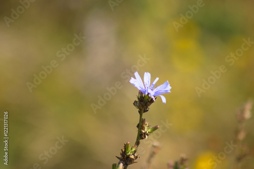 Closeup of common chicory blue flower with blurred background