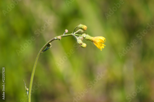 Closeup of perennial sow thistle flowers with green blurred plants on background