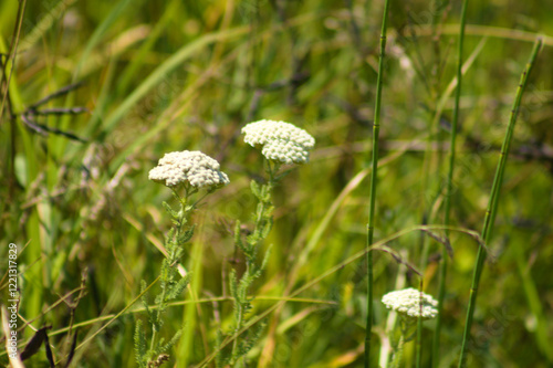 Closeup of common yarrow flowers with green blurred plants on background