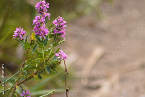 Closeup of purple loosestrife flowers with blurred background