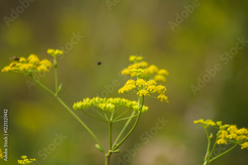 Closeup of parsnip yellow flowers with selective focus on foreground