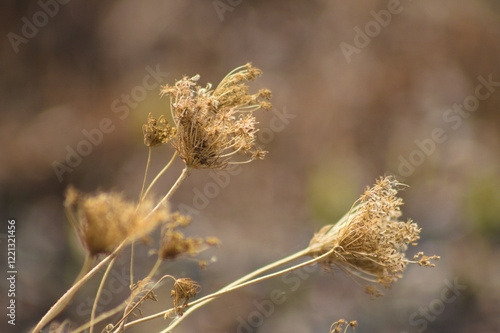 Closeup of brown wild carrot seeds with blurred background