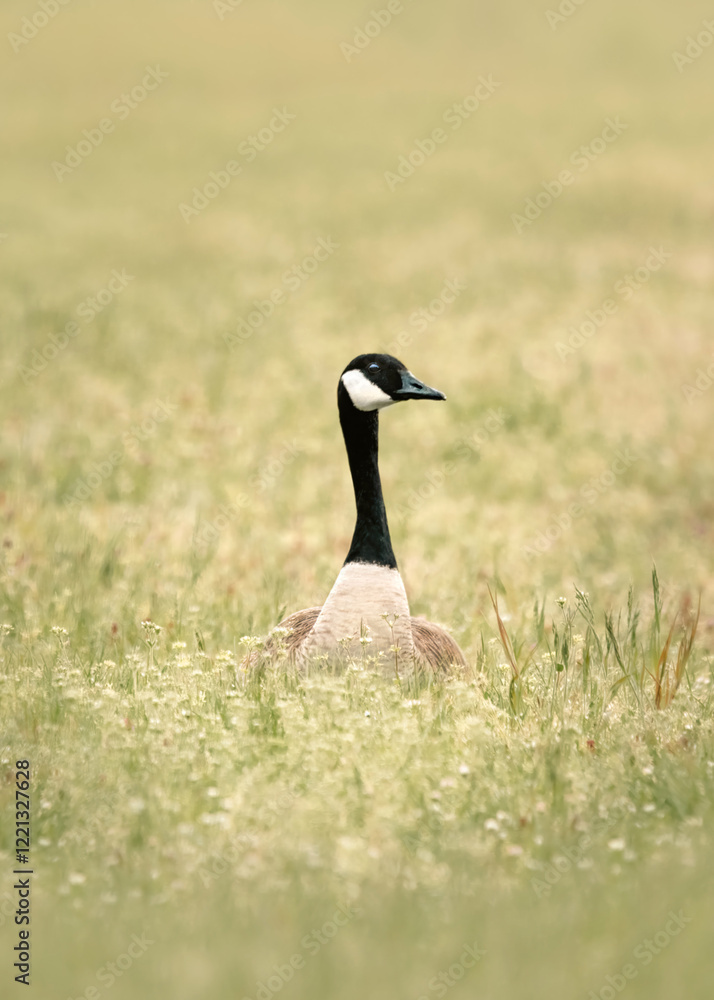 A Canada Goose (Branta canadensis) In A Meadow A Canada Goose (Branta canadensis) In A Meadow