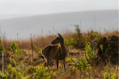 Photos Veado Campeiro na Serra da Canastra